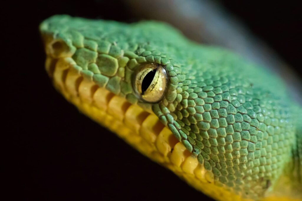 Close-up of a green snake’s head and eye in the Amazon rainforest